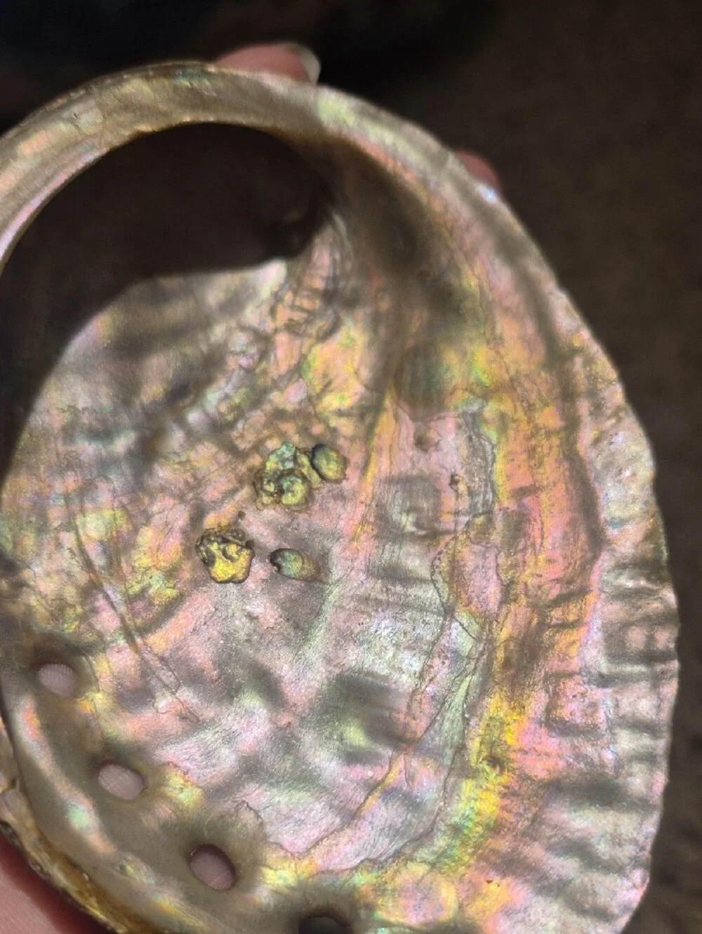 Natural Iridescent Abalone Shell Display - Multi-Pearl Finish